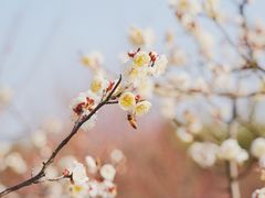 -蜀冈西峰生态公园