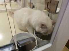 -momokira米努特·德文卷毛猫·棉花面纱犬