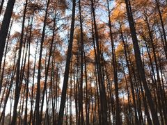 -硗碛藏寨·神木垒景区