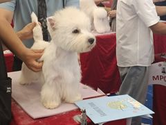 -深圳龙华星河COCO City(民治店)