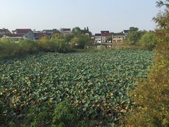 -长兴太湖图影湿地文化园
