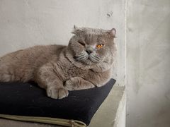 -浣熊柯尔鸭土拨鼠·电玩咖