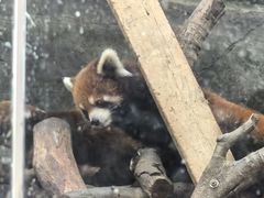 -武汉动物园