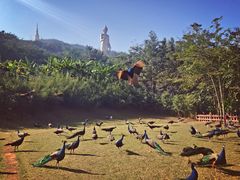 -西双版纳勐泐文化旅游区