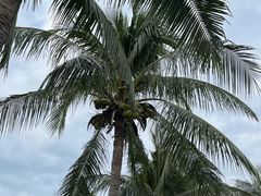 -亚龙湾国际玫瑰谷