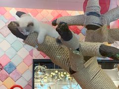 -袖虎·猫馆(体育西路店)