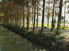 -上海长兴岛郊野公园