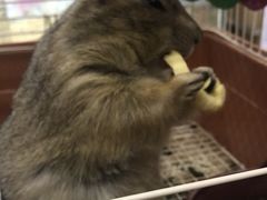 -钓仓鼠(洋桥北里小区店)