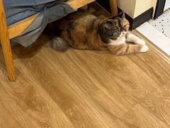 -滚猫咖啡·猫咖·猫友好撸猫(未来城店)
