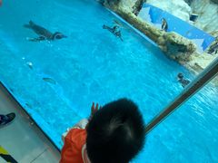 -帝企鹅自助餐厅•儿童岛•真企鹅(长隆企鹅酒店)