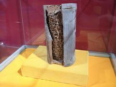 -上海昆虫博物馆