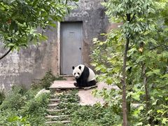 -中国大熊猫保护研究中心雅安碧峰峡基地