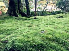 -西芳寺(苔寺)