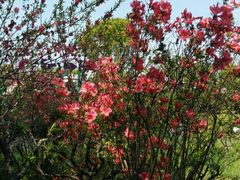 -南汇桃花村