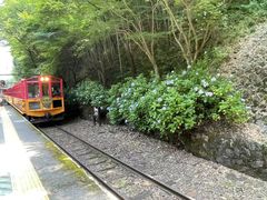 -岚山嵯峨野观光小火车