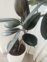 -HEYAN荷妍专业脱毛连锁机构