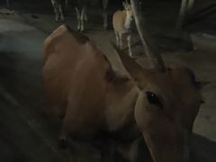 -清迈夜间动物园