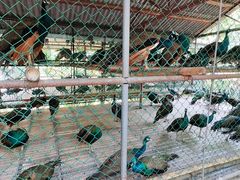 -西双版纳原始森林公园