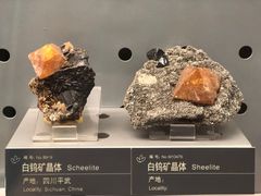 -中国地质博物馆