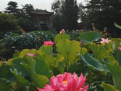 -国家植物园南园