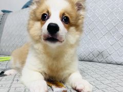 -翊宠yipet猫狗购宠庄园犬舍•猫舍