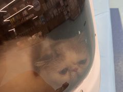 -萌兽医馆·犬猫专科·眼科中心·宠物医院(朝阳门分院)