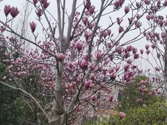 -九龙湖公园