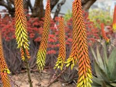 -深圳仙湖植物园