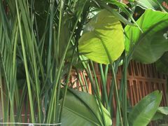 -云阿蛮云南生烫牛肉米线(奉贤路店)