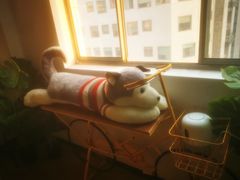 -Husky Go! 哈士奇体验馆·宠物咖啡厅狗咖