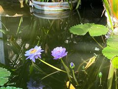 -国家植物园南园