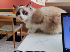 -喵园·猫主题咖啡厅·撸猫·猫咖(国贸店)