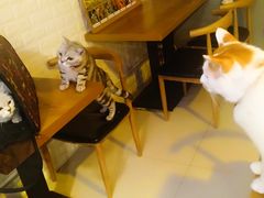 -平行世界·猫咖(首经贸店)