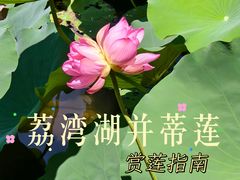 -荔湾湖公园