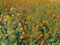 -中国天府农业博览园