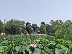 -绿堤公园