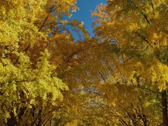 -三里屯东五街银杏大道