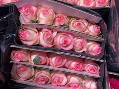 -循礼门鲜花花市(武汉循礼门店)