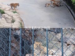 -大连森林动物园