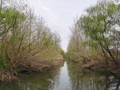 -溱湖国家湿地公园