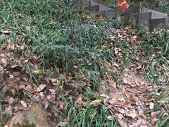 -杭州半山国家森林公园