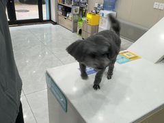 -安安宠医宠物医院·异宠·犬猫内科(岳阳分院)