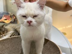 -COLOR PETS 撸猫馆·购猫·猫咖(长风大悦城店)