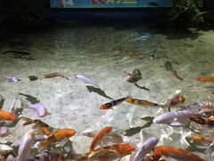 -烟台海昌鲸鲨海洋公园