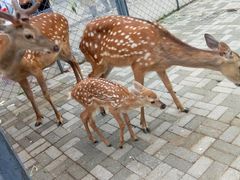 -长白岛森林公园