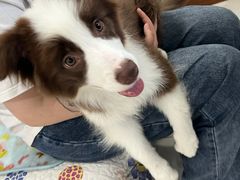 -翊宠yipet猫狗购宠庄园犬舍•猫舍