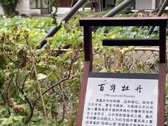 -上海醉白池公园