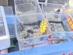 -中环花鸟鱼虫市场
