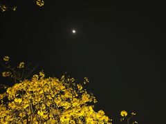 -洲头咀公园