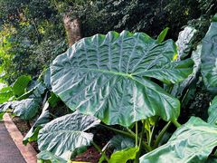 -中国科学院西双版纳热带植物园